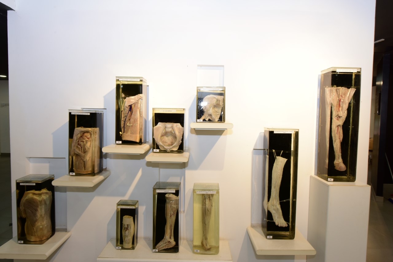 Anatomy Lab